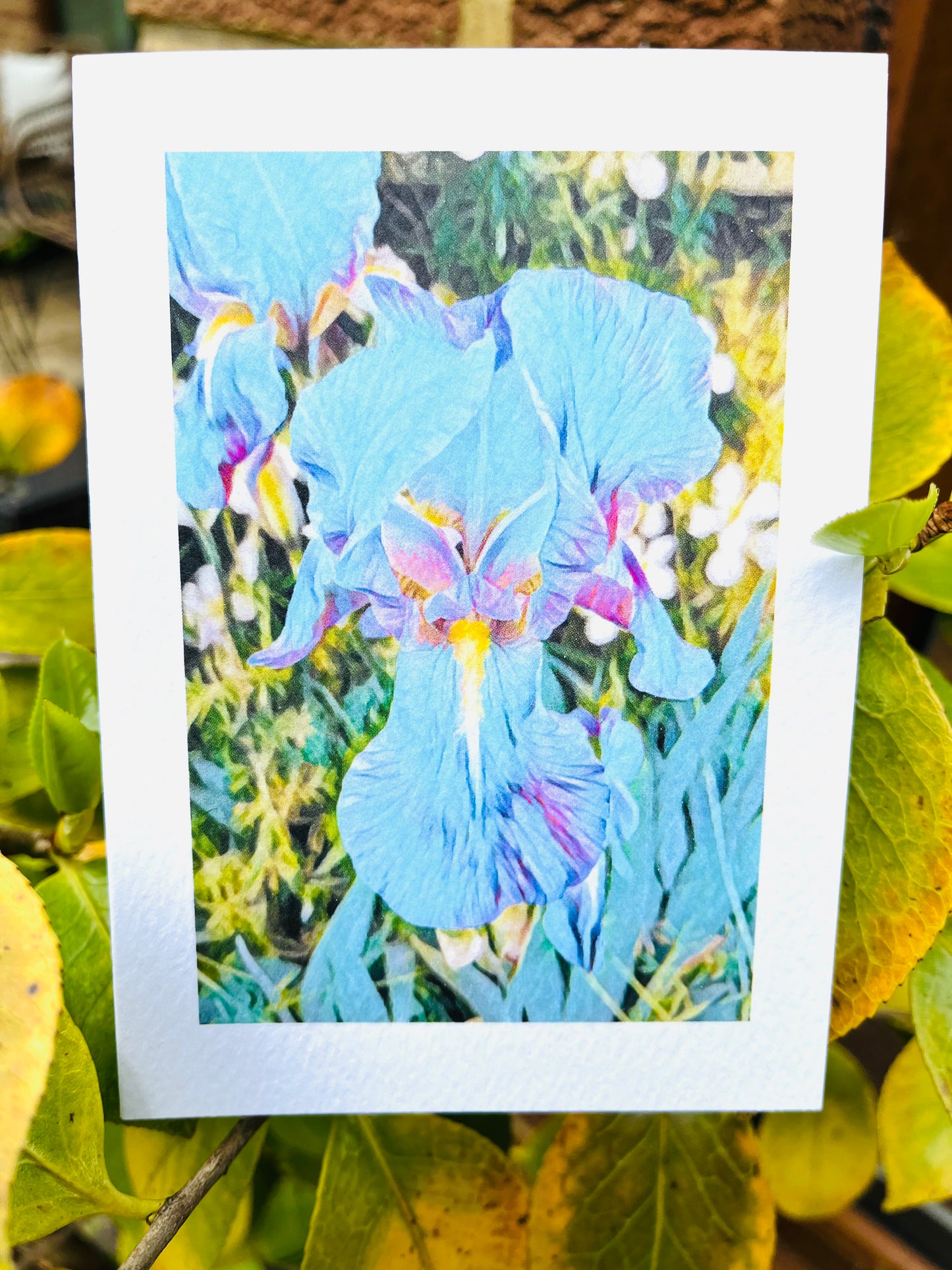 Blue Clear Iris Greetings Card