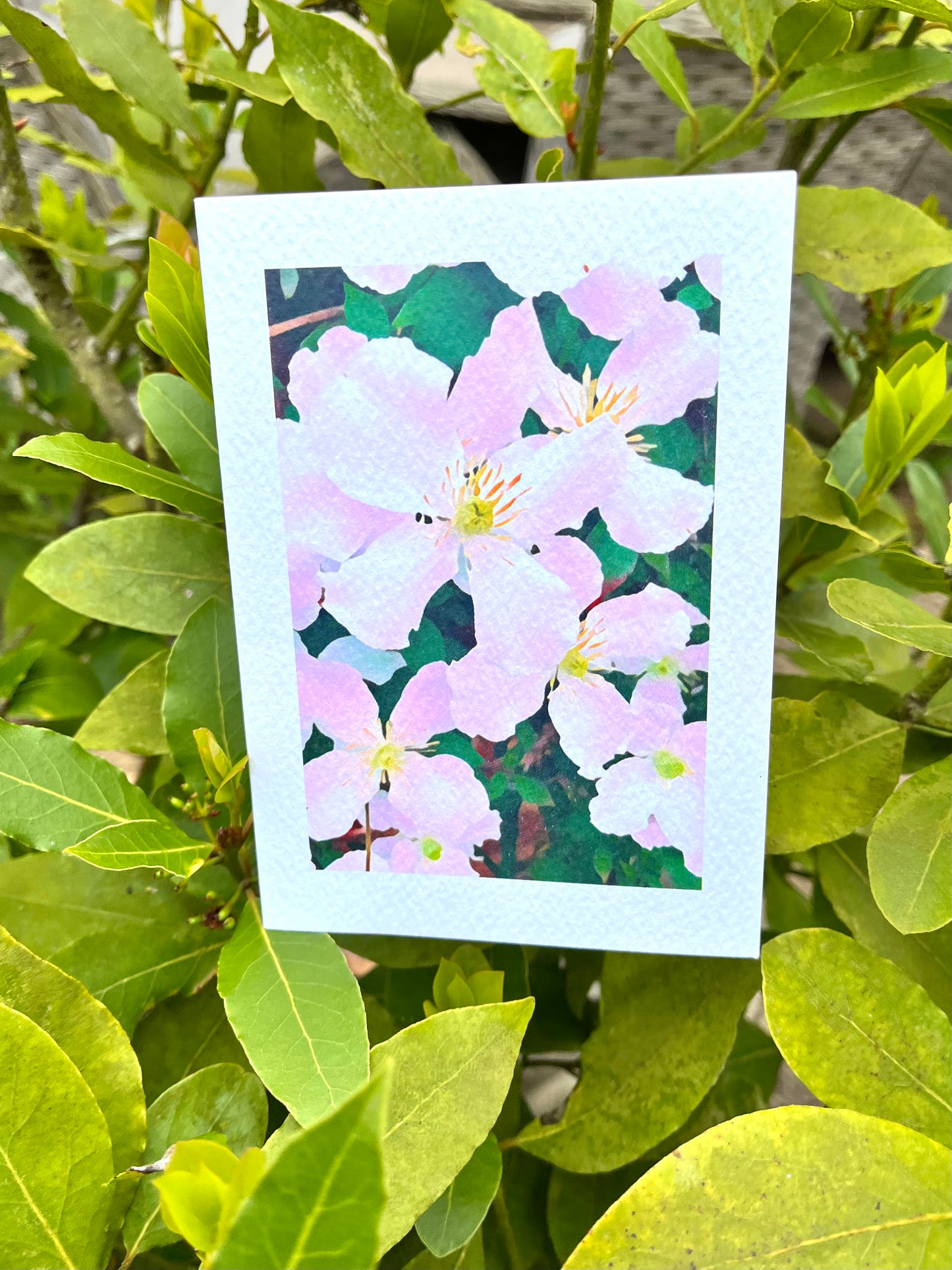 Pink Clematis Greetings Card