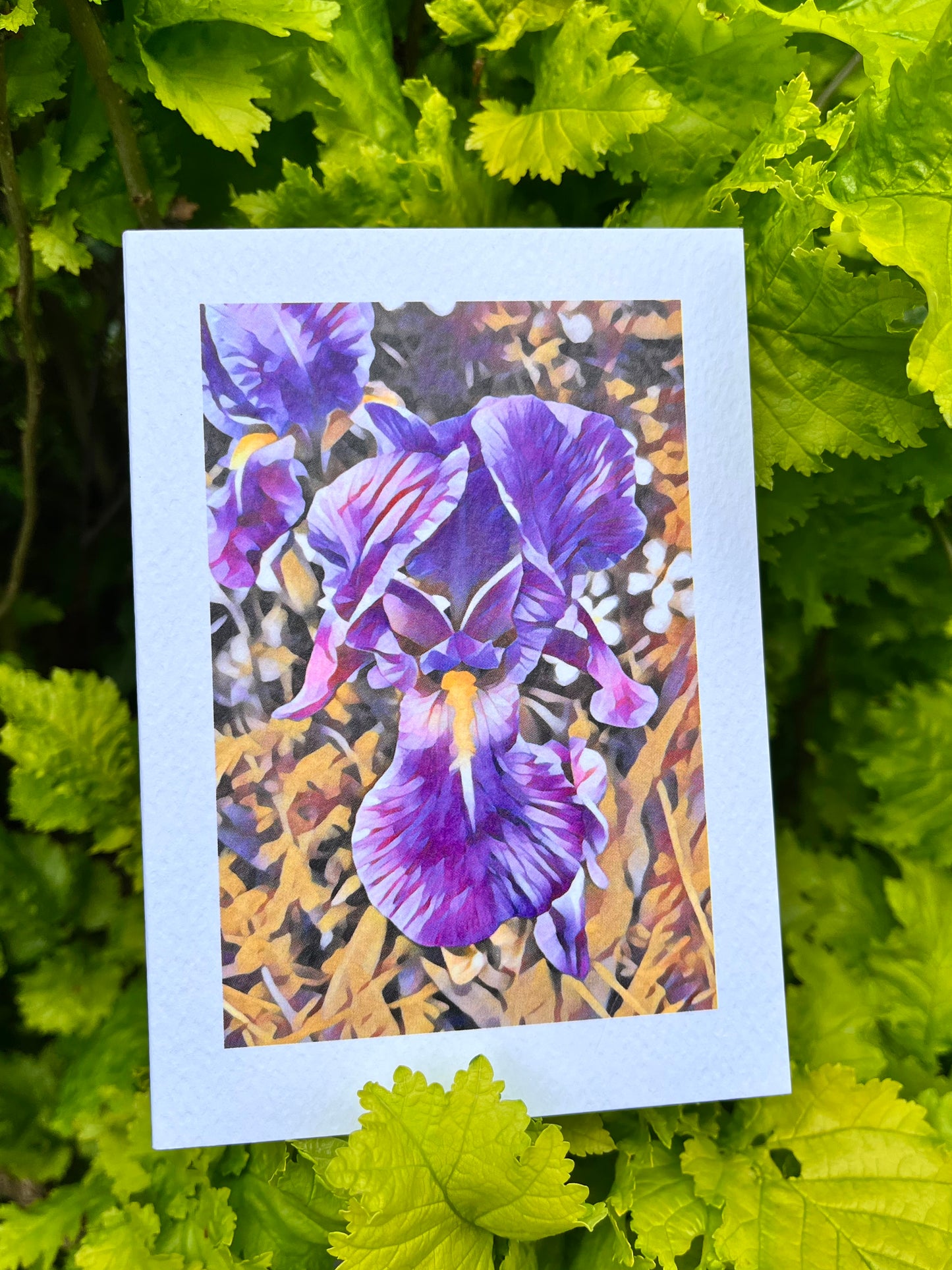 Iris Greetings Card