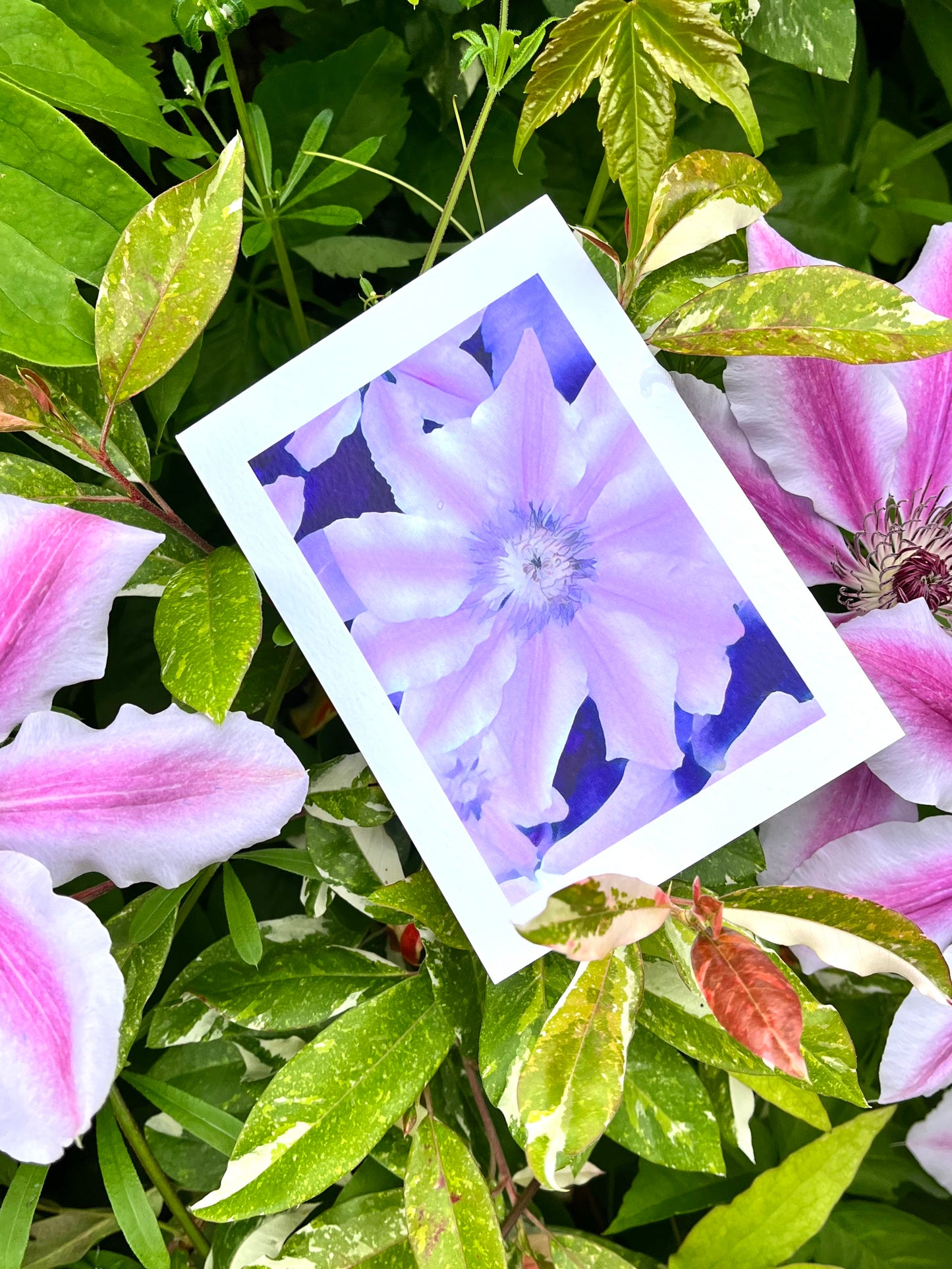 Purple Passion Flower Greetings Card