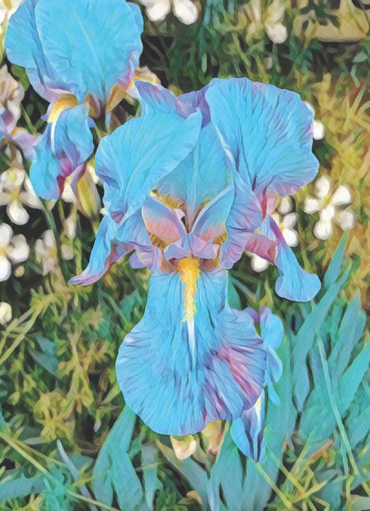 Blue Clear Iris Greetings Card