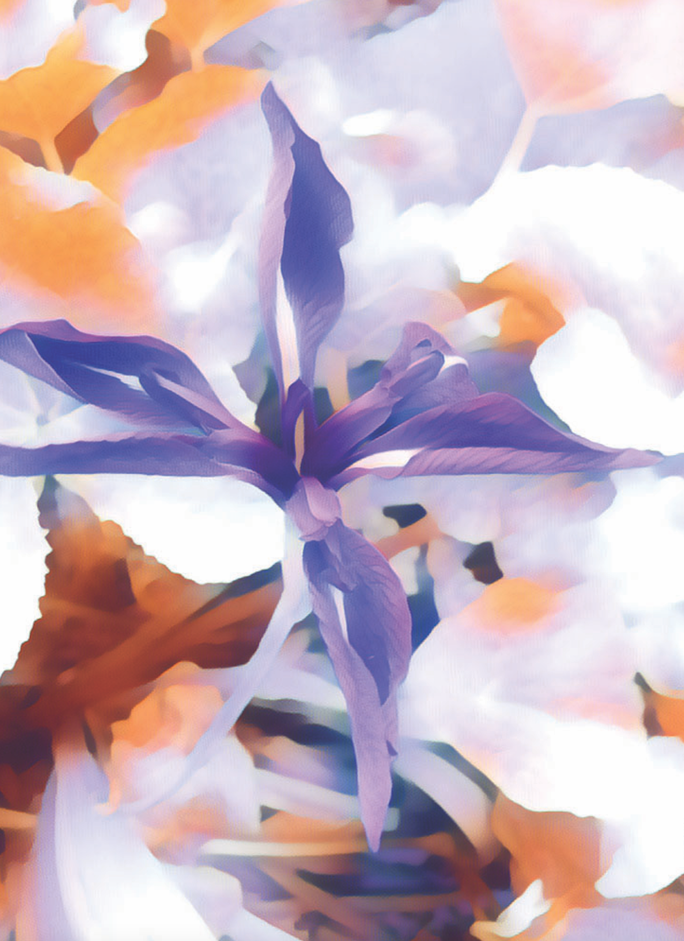 Iris Watercolour Greetings Card